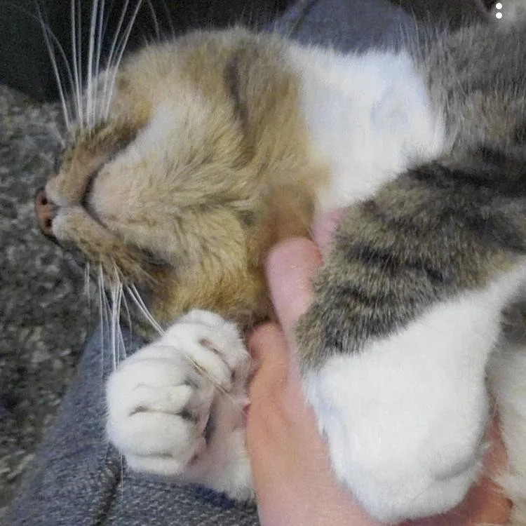 Hemingway  Home To thumbnail 3