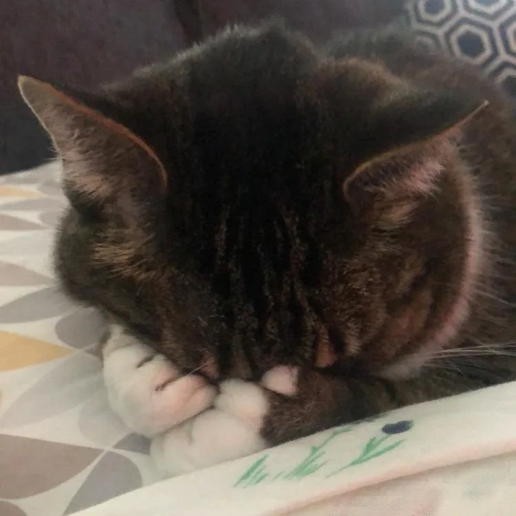 Hemingway  Home To thumbnail 4