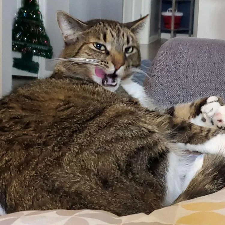 Hemingway  Home To thumbnail 5