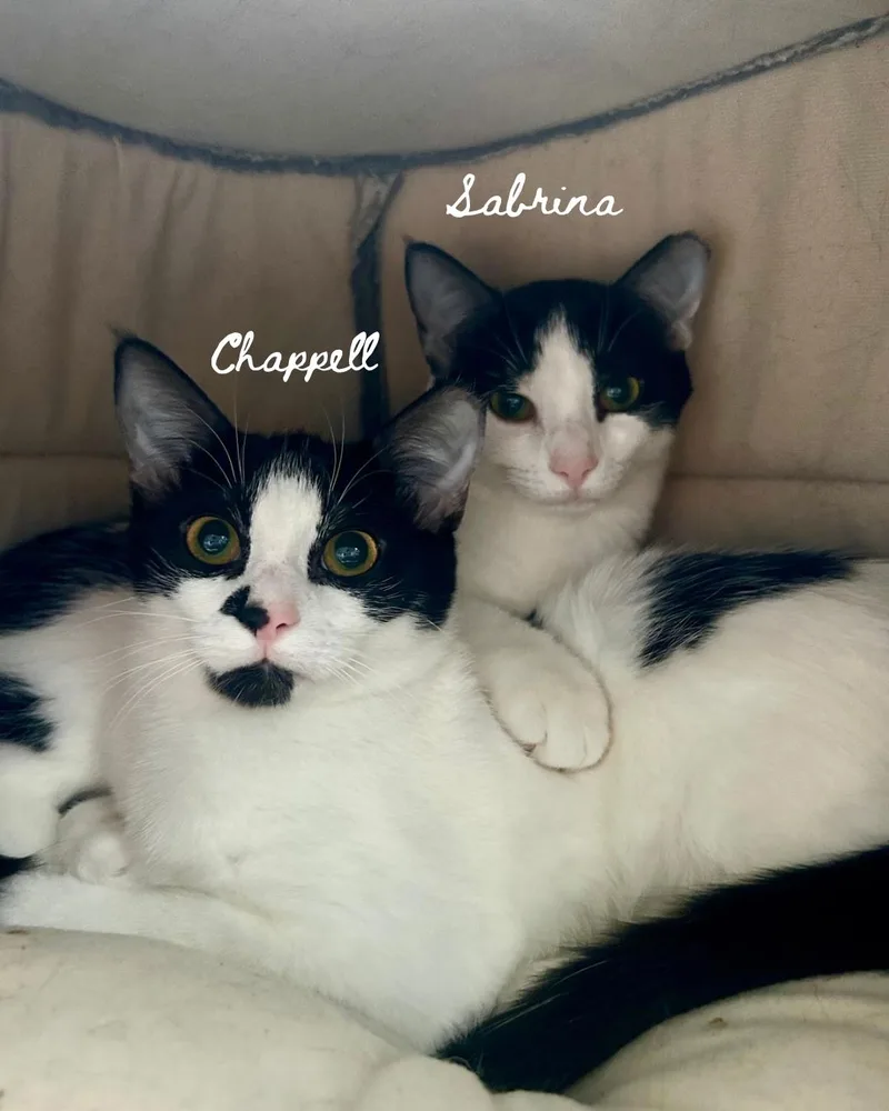 A baby small-sized female Black & White / Tuxedo Domestic Short Hair cat named Sabrina & Chappell for adoption in Nashville, TN