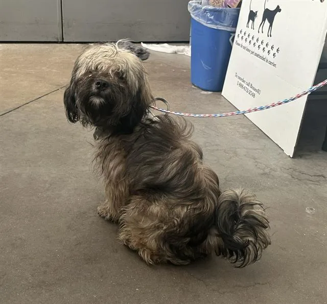 A young small-sized male Mixed Breed dog named Scruff for adoption in Dallas, TX