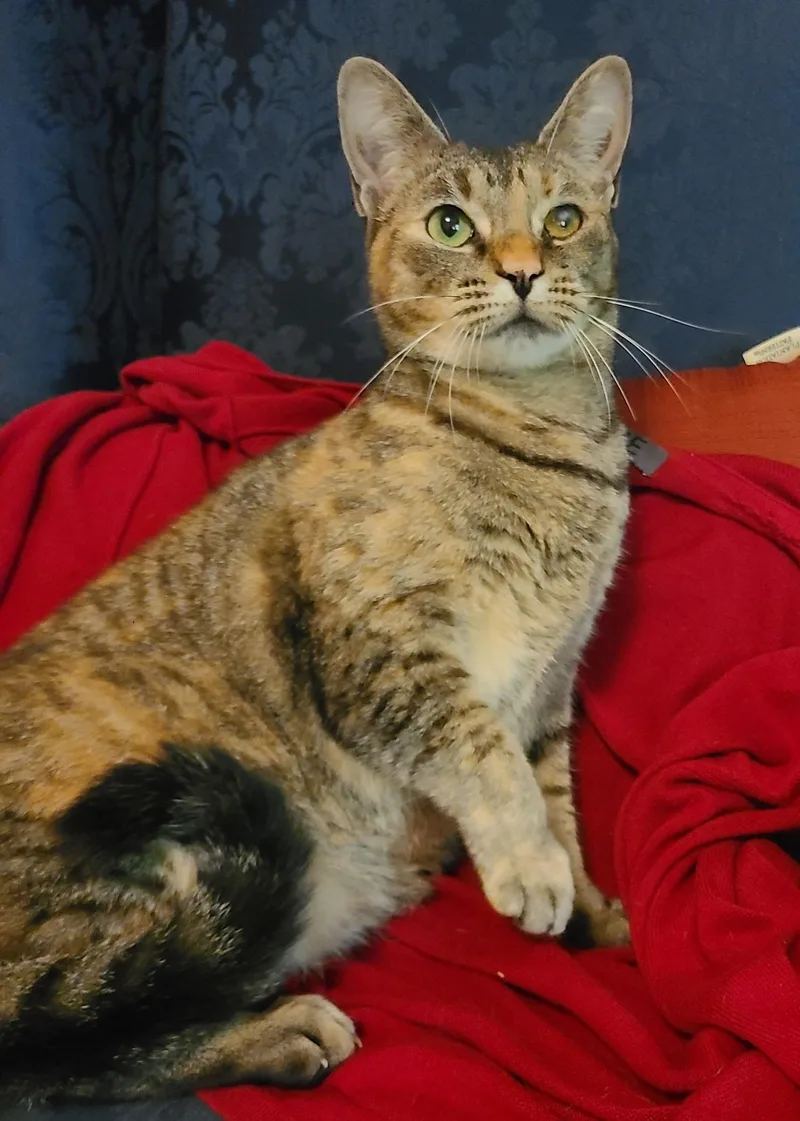 An adult medium-sized female Torbie Domestic Short Hair cat named Ruby for adoption in Ellijay, GA