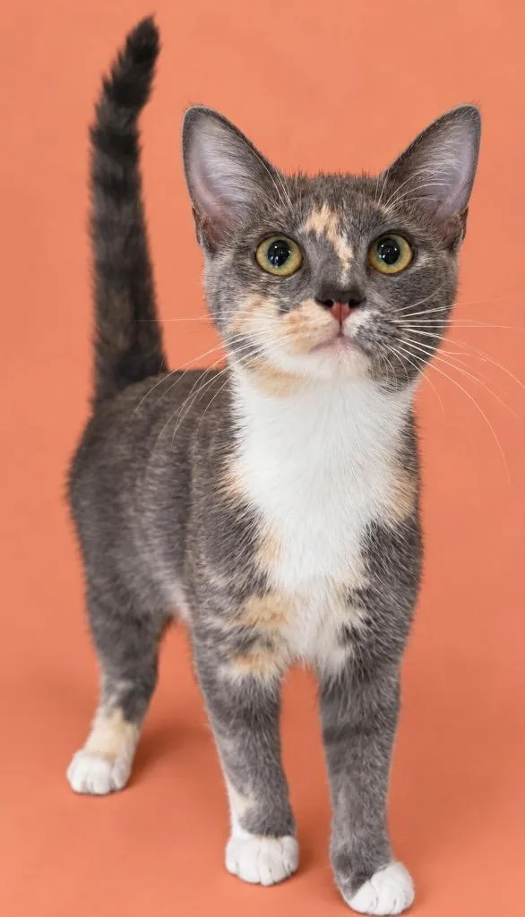 A baby small-sized female Domestic Short Hair cat named Astrid for adoption in Columbia, TN