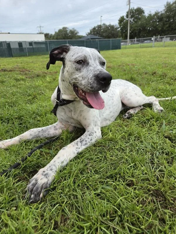 A young large-sized female Mixed Breed dog named Freckles for adoption in Melbourne, FL