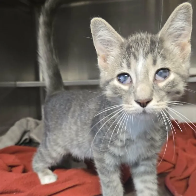 A baby medium-sized male Tabby (Gray / Blue / Silver) Domestic Short Hair cat named Foggy for adoption in Watertown, WI