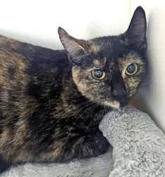 An adult medium-sized female Domestic Short Hair cat named Klara for adoption in Fishers, IN