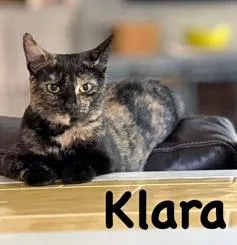 Klara thumbnail 3