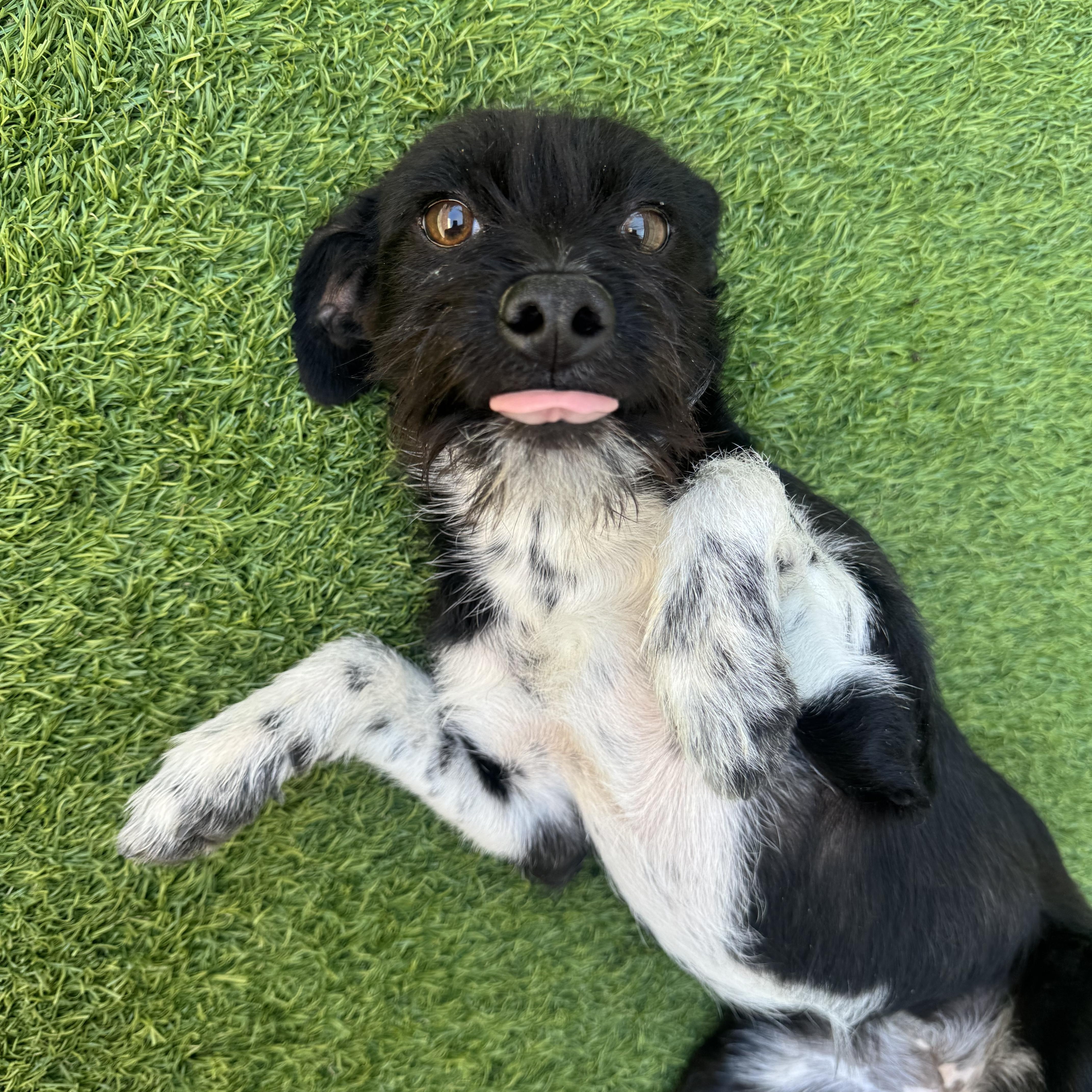 A young medium-sized female Mixed Breed dog named Foxy for adoption in Henderson, NV