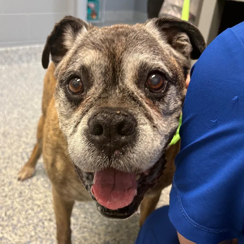 A senior large-sized male Brindle Boxer dog named Jack Skellington for adoption in Greenville, SC