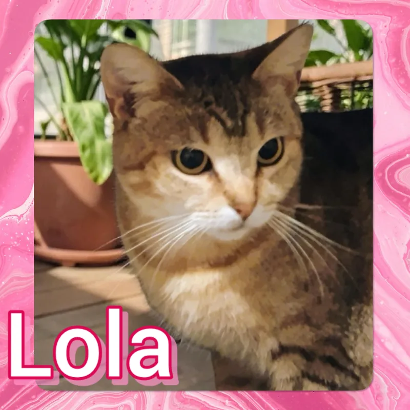 An adult small-sized female Domestic Short Hair cat named Lola for adoption in Tucson, AZ