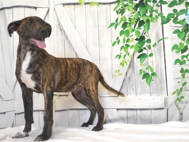 A young medium-sized male Pit Bull Terrier dog named Montey for adoption in Oroville, CA
