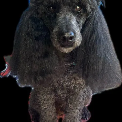 Scooby