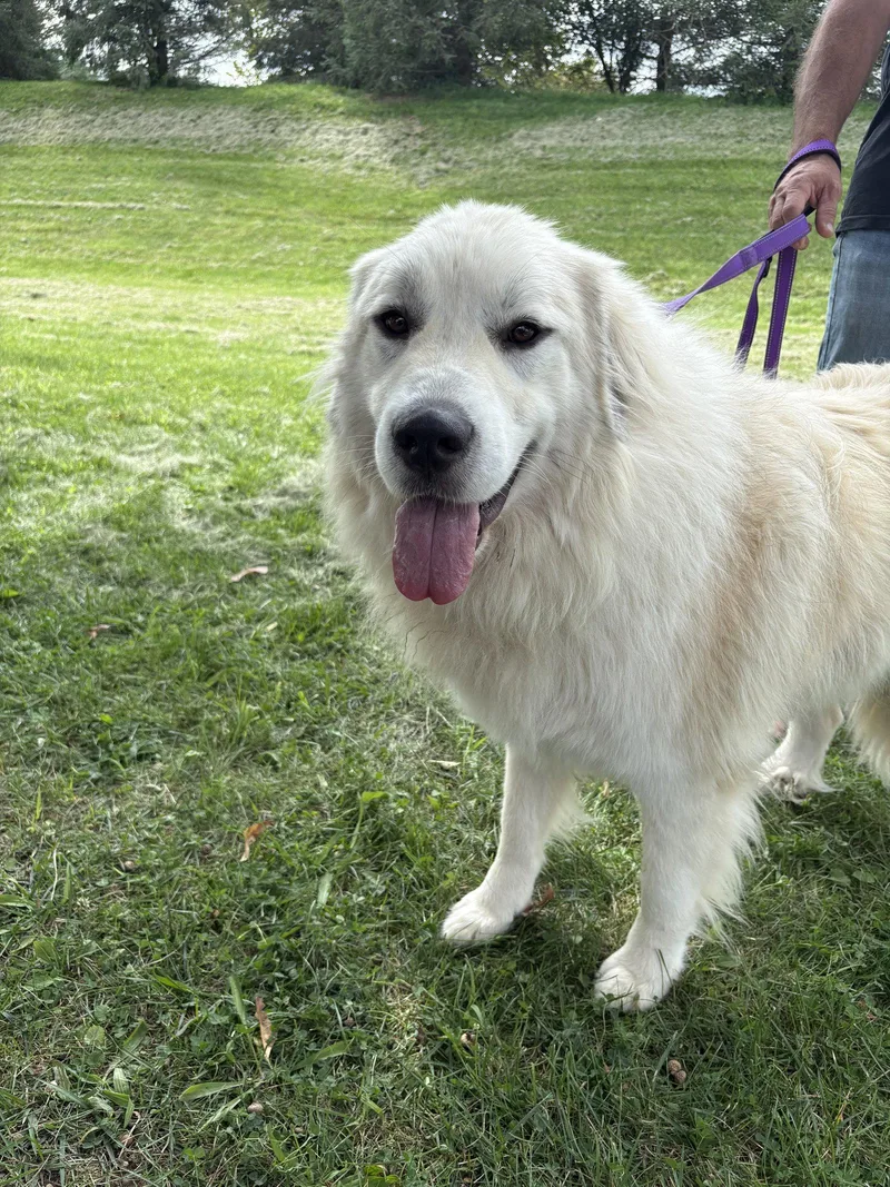 An adult large-sized male Great Pyrenees dog named Jones for adoption in Spring City, PA