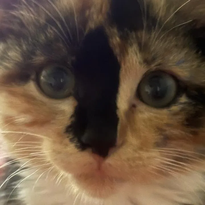 A baby small-sized female Calico Domestic Short Hair cat named Deanna Bunny Callahan for adoption in Eagle Mountain, UT