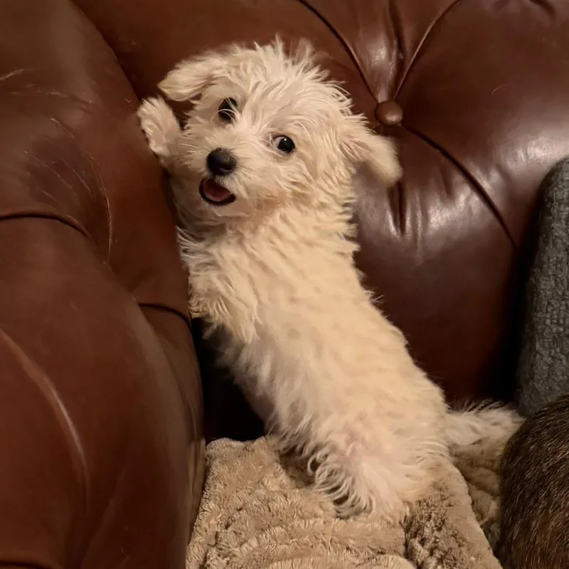 A baby small-sized female Sable Yorkshire Terrier dog named Nubbins for adoption in Sacramento, CA