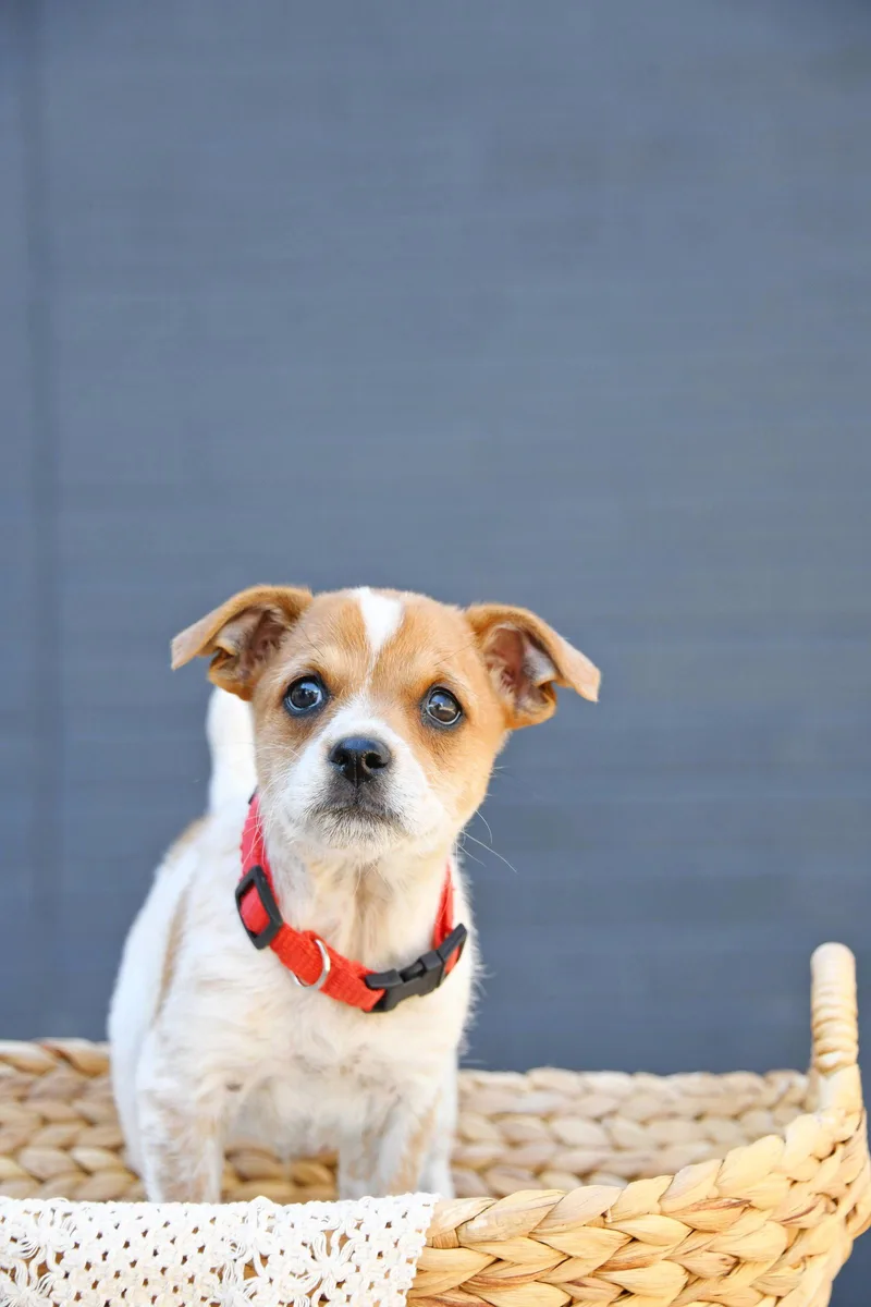A baby small-sized male Cairn Terrier dog named Wilde for adoption in Salt Lake City, UT