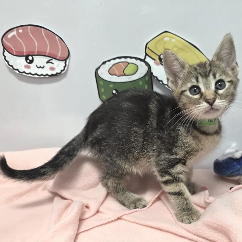 A baby small-sized male Brown / Chocolate Domestic Short Hair cat named Shrimp Tempura for adoption in Fort Wayne, IN