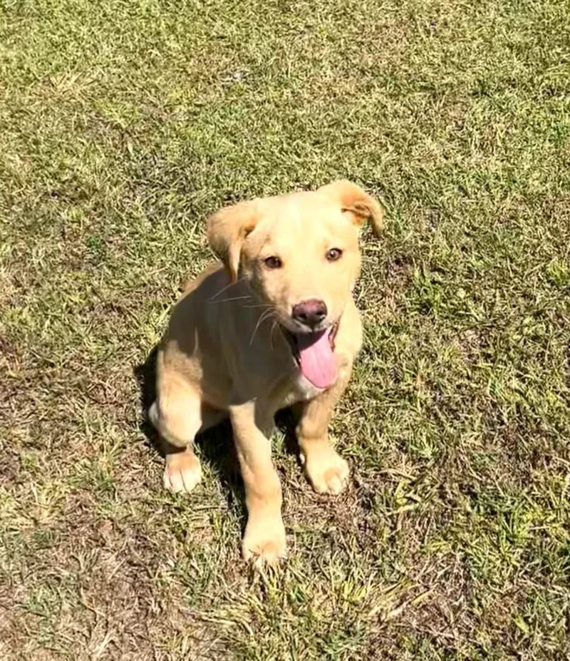 A baby medium-sized male Labrador Retriever dog named Cheddar for adoption in New Bern, NC