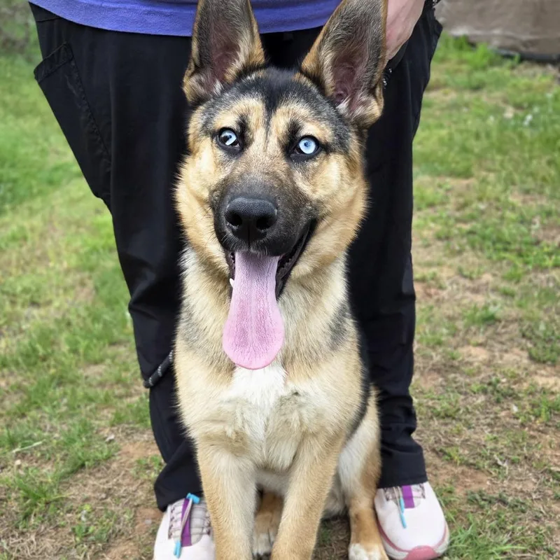 A young medium-sized female Black German Shepherd Dog dog named Monaco for adoption in Franklin, NC