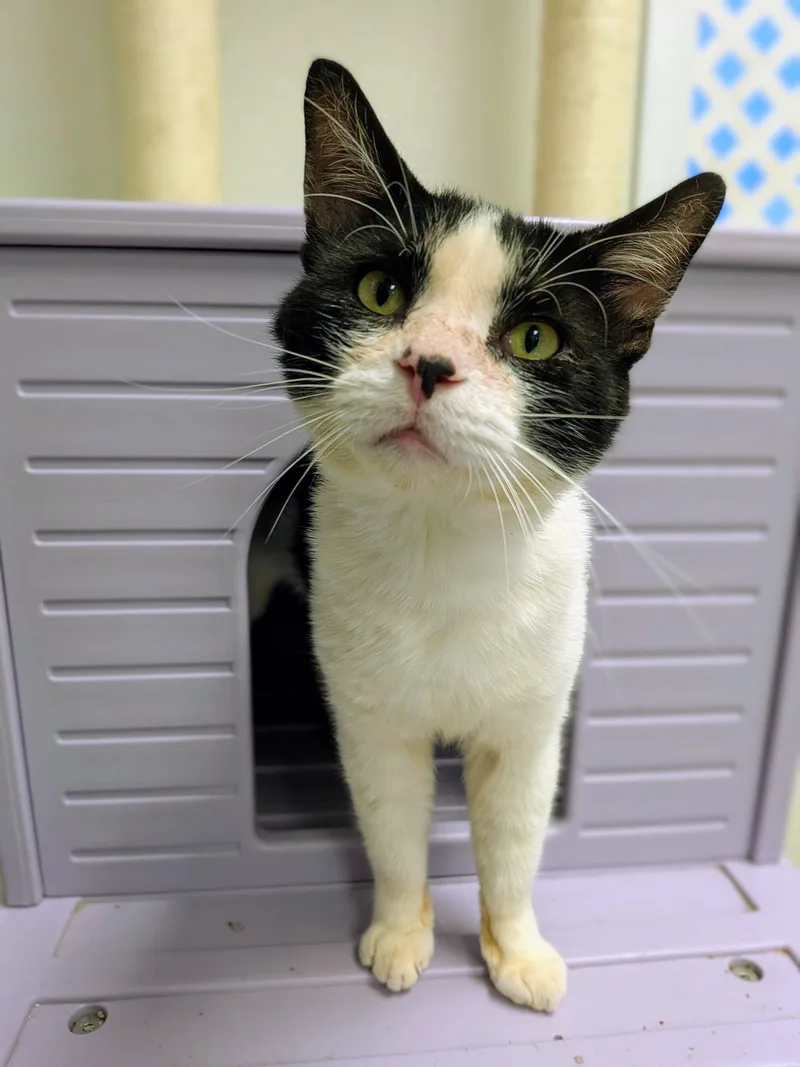 A young medium-sized male Black & White / Tuxedo Domestic Short Hair cat named Simon for adoption in Mount Carmel, IL