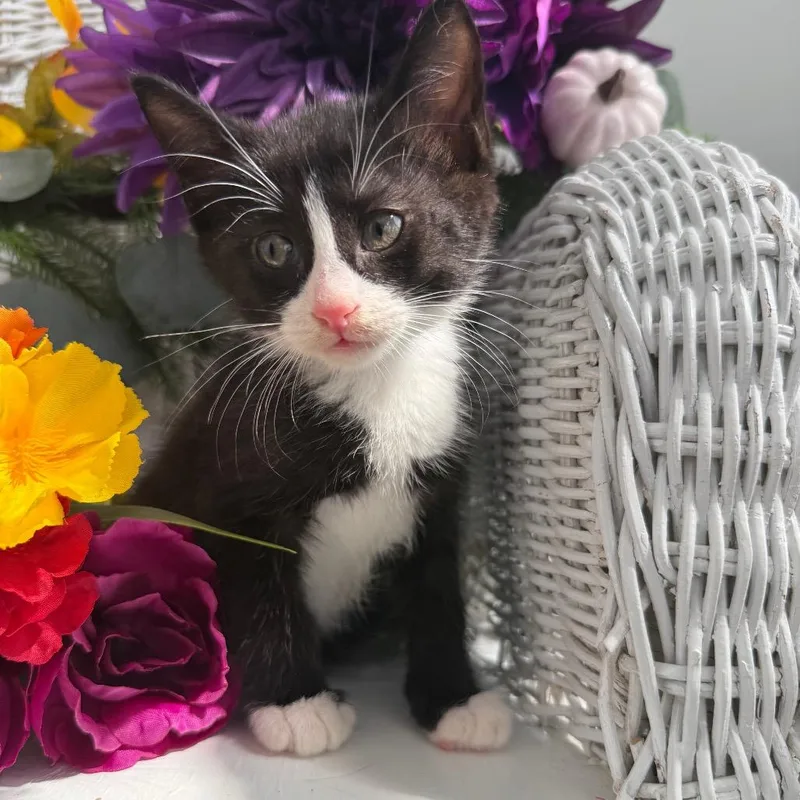 A baby small-sized male Black Domestic Short Hair cat named Lincoln Rover for adoption in Eaton Rapids, MI