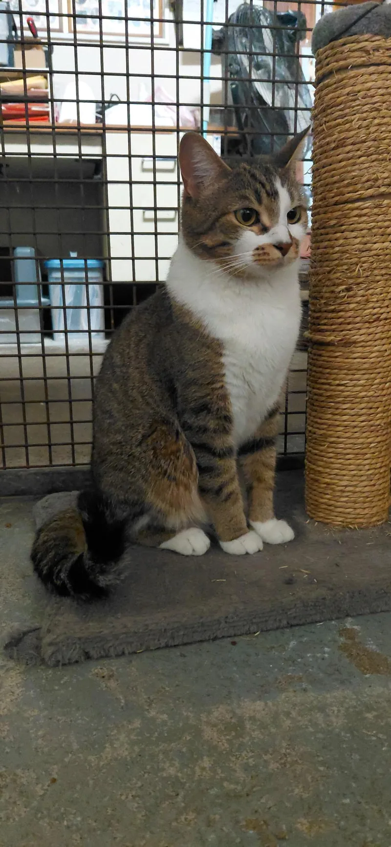 An adult medium-sized female Domestic Short Hair cat named Luna for adoption in Billings, MT