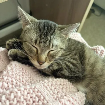Big Tabby thumbnail 3
