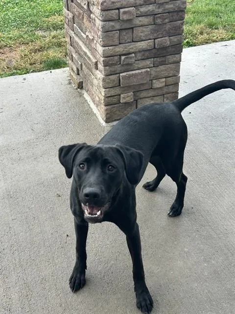 A young large-sized male Labrador Retriever dog named Shadow for adoption in Pueblo, CO
