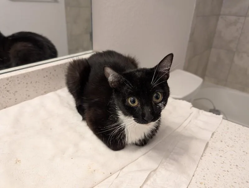An adult medium-sized female Black Domestic Short Hair cat named Balmorhea for adoption in Fort Collins, CO