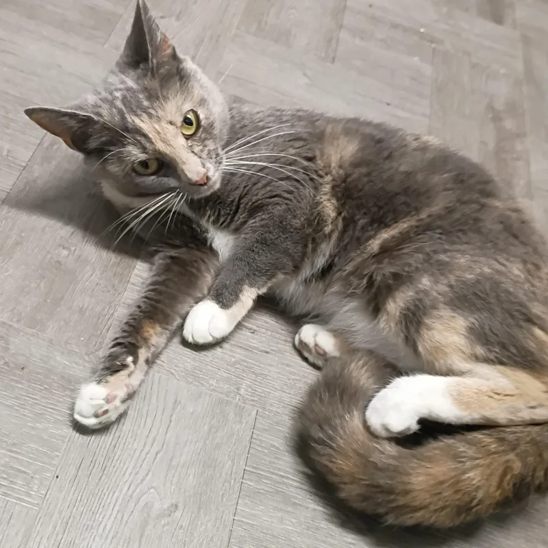 An adult medium-sized female Dilute Tortoiseshell cat named Socks for adoption in Rogersville, TN