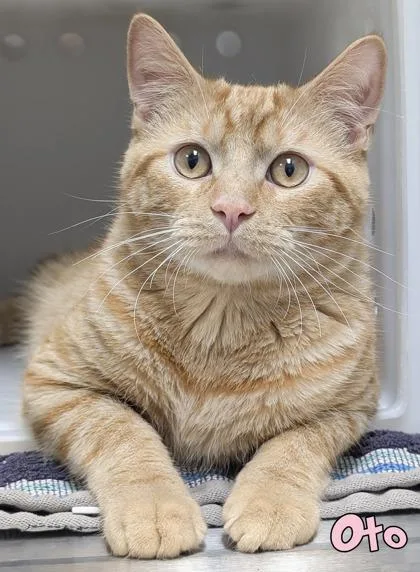 An adult large-sized male Domestic Short Hair cat named Oto for adoption in Mason, MI