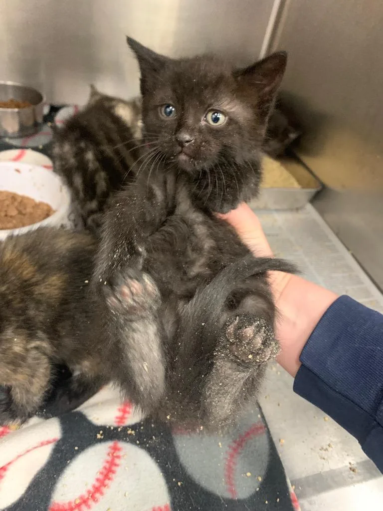 Ms. Marvel thumbnail 2