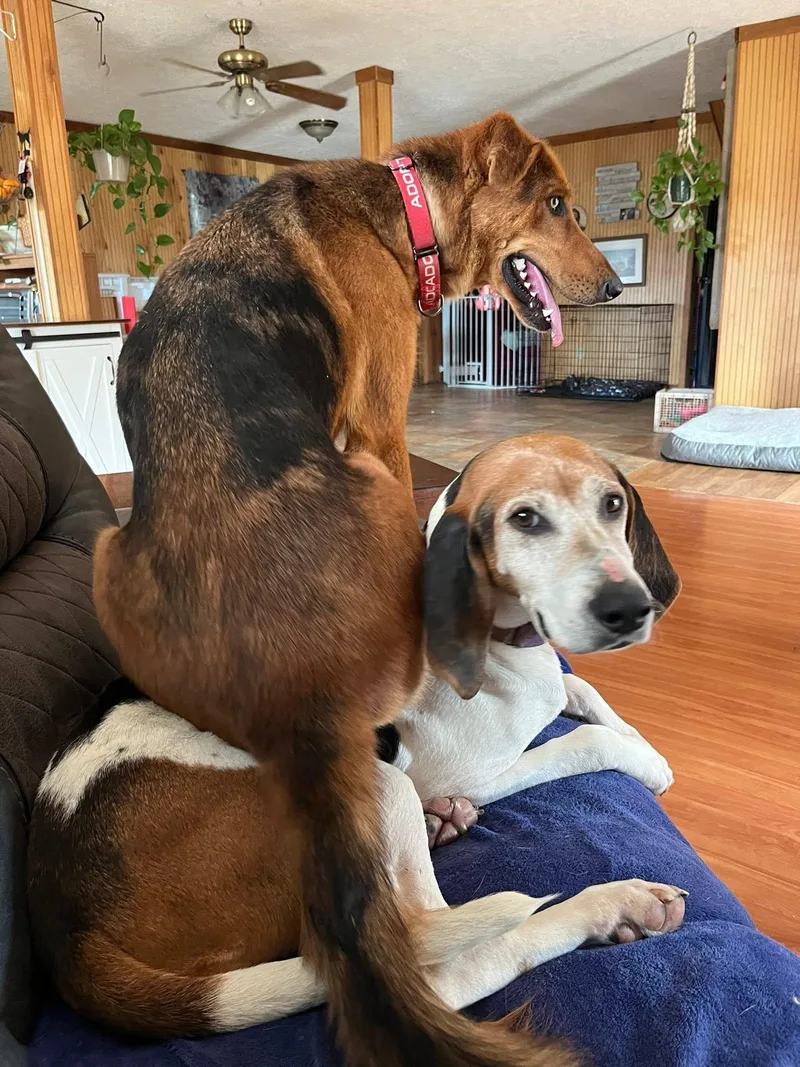 An adult medium-sized female Treeing Walker Coonhound dog named Cindy Lou for adoption in Stuarts Draft, VA