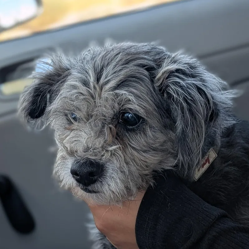 A senior small-sized female Gray / Blue / Silver Maltipoo dog named Ann for adoption in Van Nuys, CA