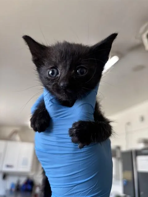 A baby small-sized female Domestic Short Hair cat named Clair for adoption in San Bernardino, CA
