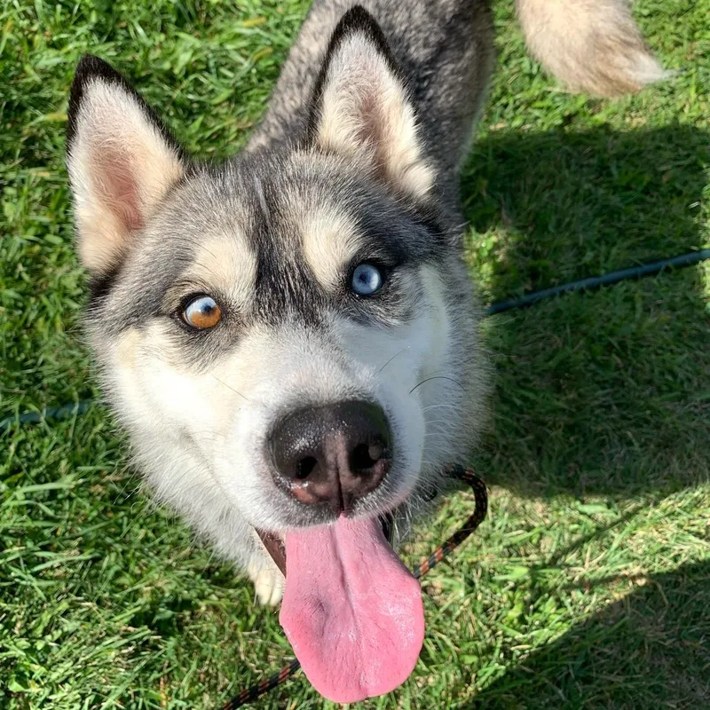 Rockwell In New York