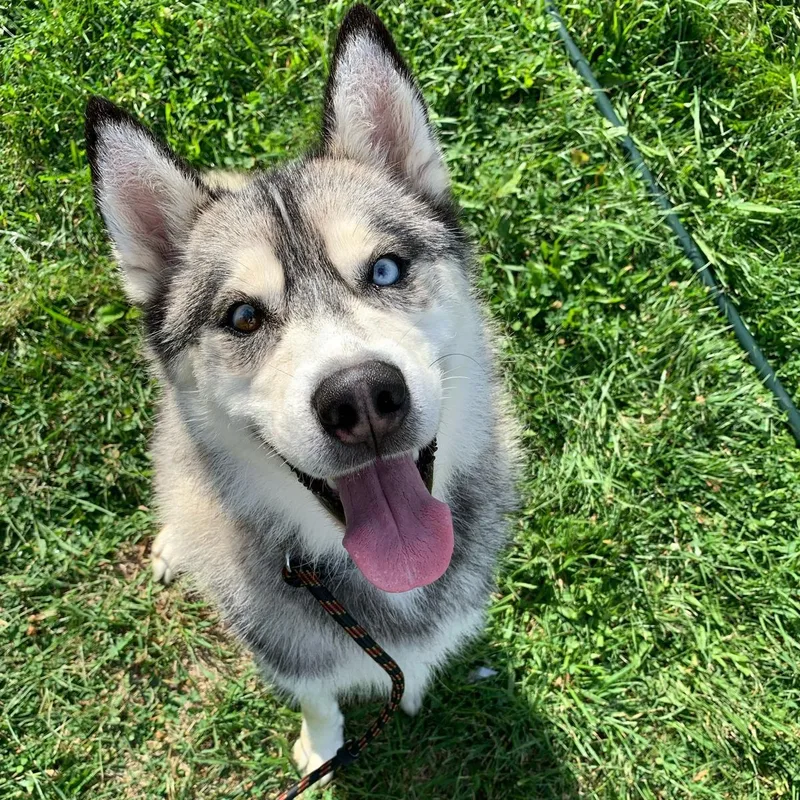 Rockwell In New York thumbnail 4