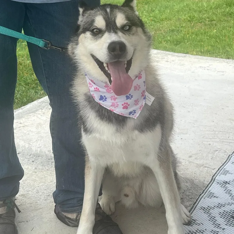 Rockwell In New York thumbnail 5