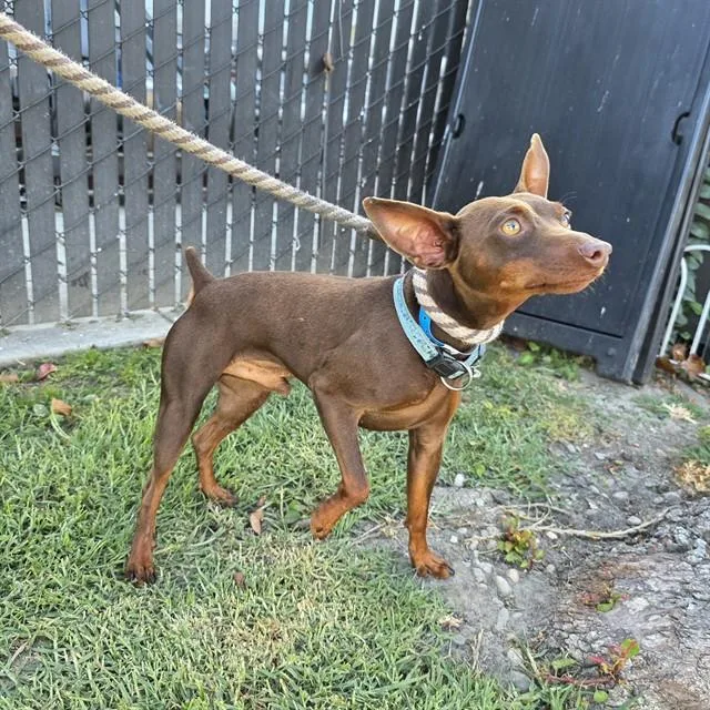 A young small-sized male Miniature Pinscher dog named Pancho Villa for adoption in Long Beach, CA