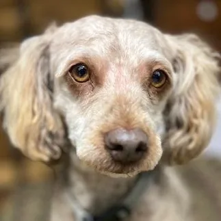 A senior small-sized female Apricot / Beige Cockapoo dog named Athena Awestruck ~ Local for adoption in Andover, MA