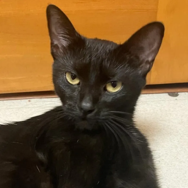 A baby medium-sized female Black Domestic Short Hair cat named Lady Otama for adoption in Petersburg, IL