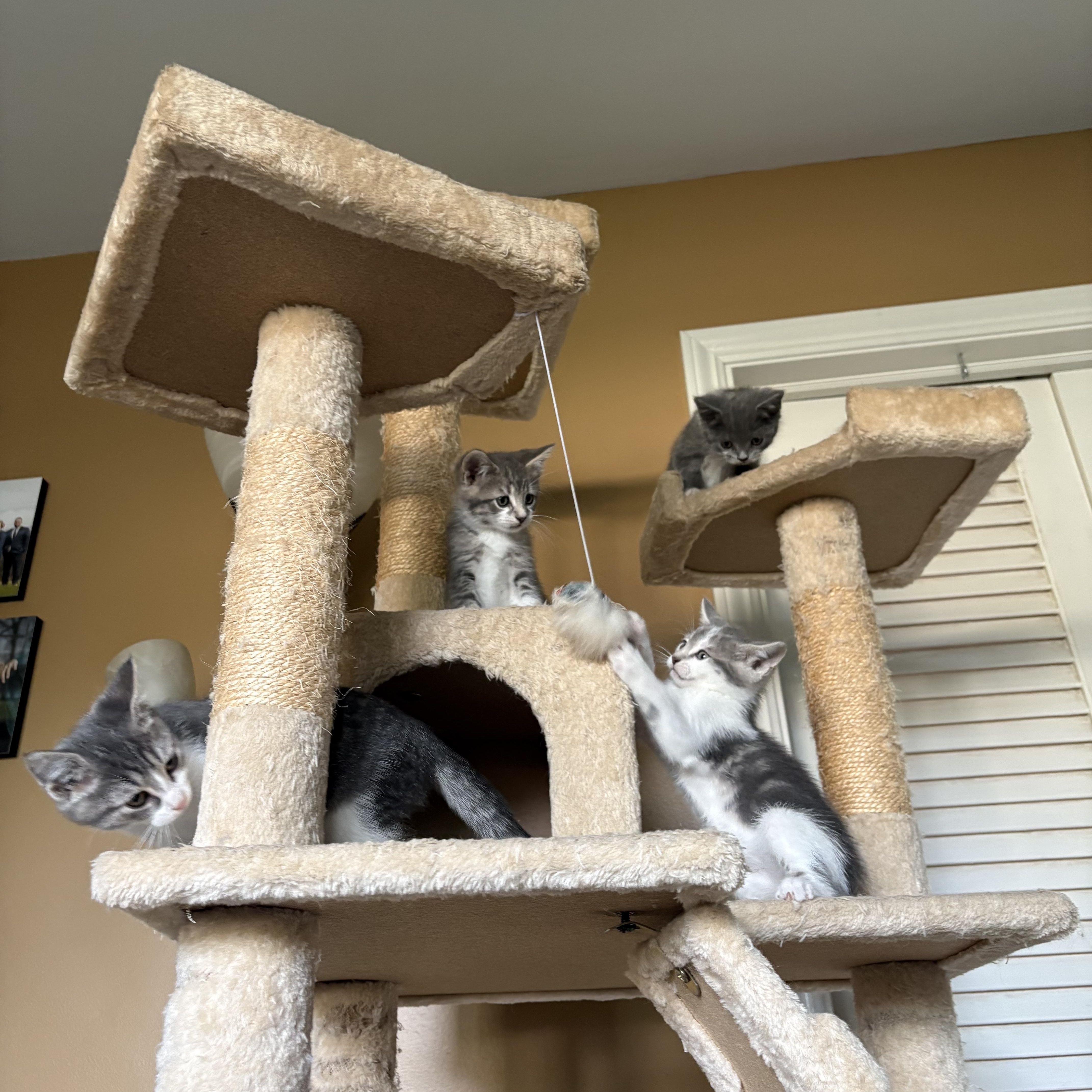 A baby medium-sized male Tabby (Gray / Blue / Silver) Domestic Short Hair cat named Water for adoption in Ontario, NY
