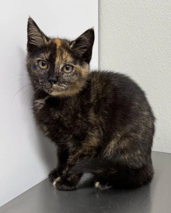 A baby medium-sized female Tortoiseshell cat named Lainey for adoption in Hornell, NY