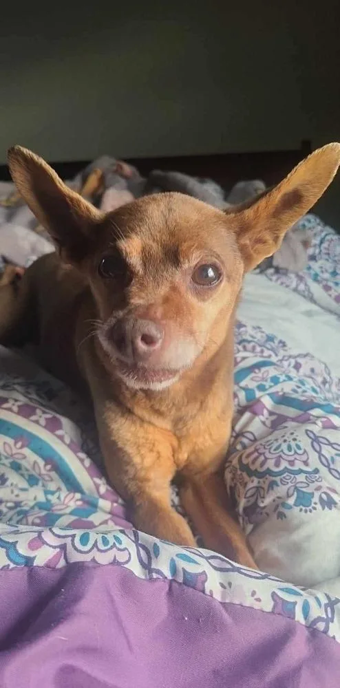A senior small-sized male Brown / Chocolate Chihuahua dog named Sir Charles for adoption in Shawnee, OK