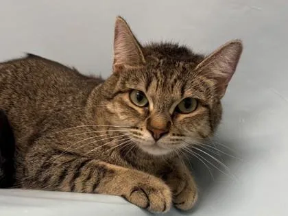 An adult small-sized female Domestic Short Hair cat named Lana for adoption in Woodbury, MN