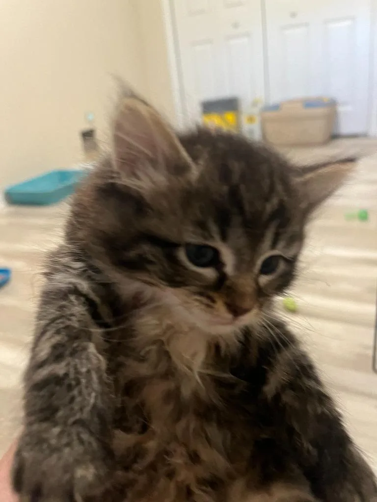 A baby small-sized male Domestic Long Hair cat named Reese Cup for adoption in Saint Clairsville, OH