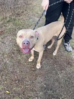 An adult medium-sized male Pit Bull Terrier dog named Luke Camden for adoption in Woodbine, GA