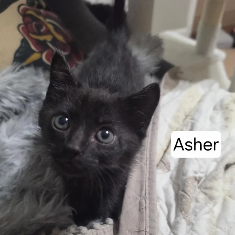 A baby small-sized male Black Domestic Short Hair cat named Asher for adoption in Duck River, TN