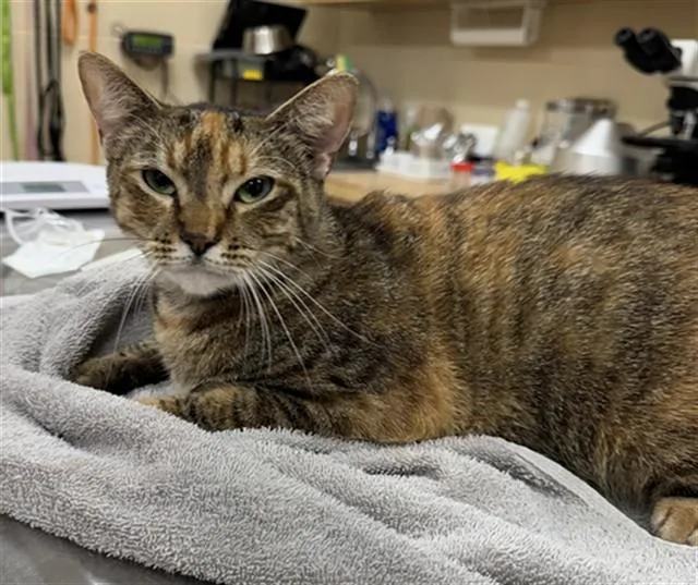 Lentil