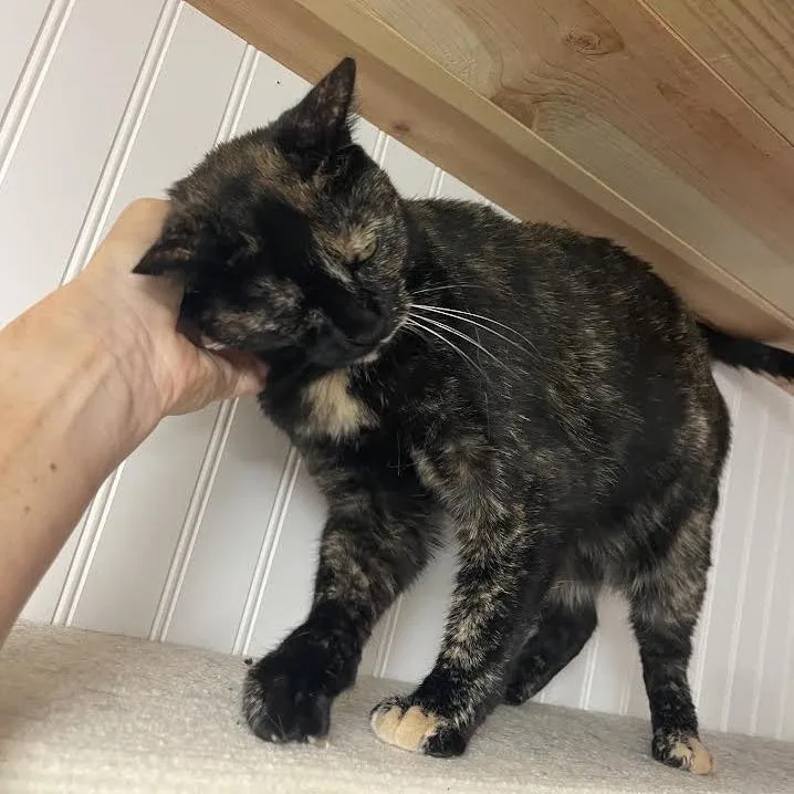 An adult small-sized female Tortoiseshell Domestic Short Hair cat named Lydia for adoption in Prescott, AZ